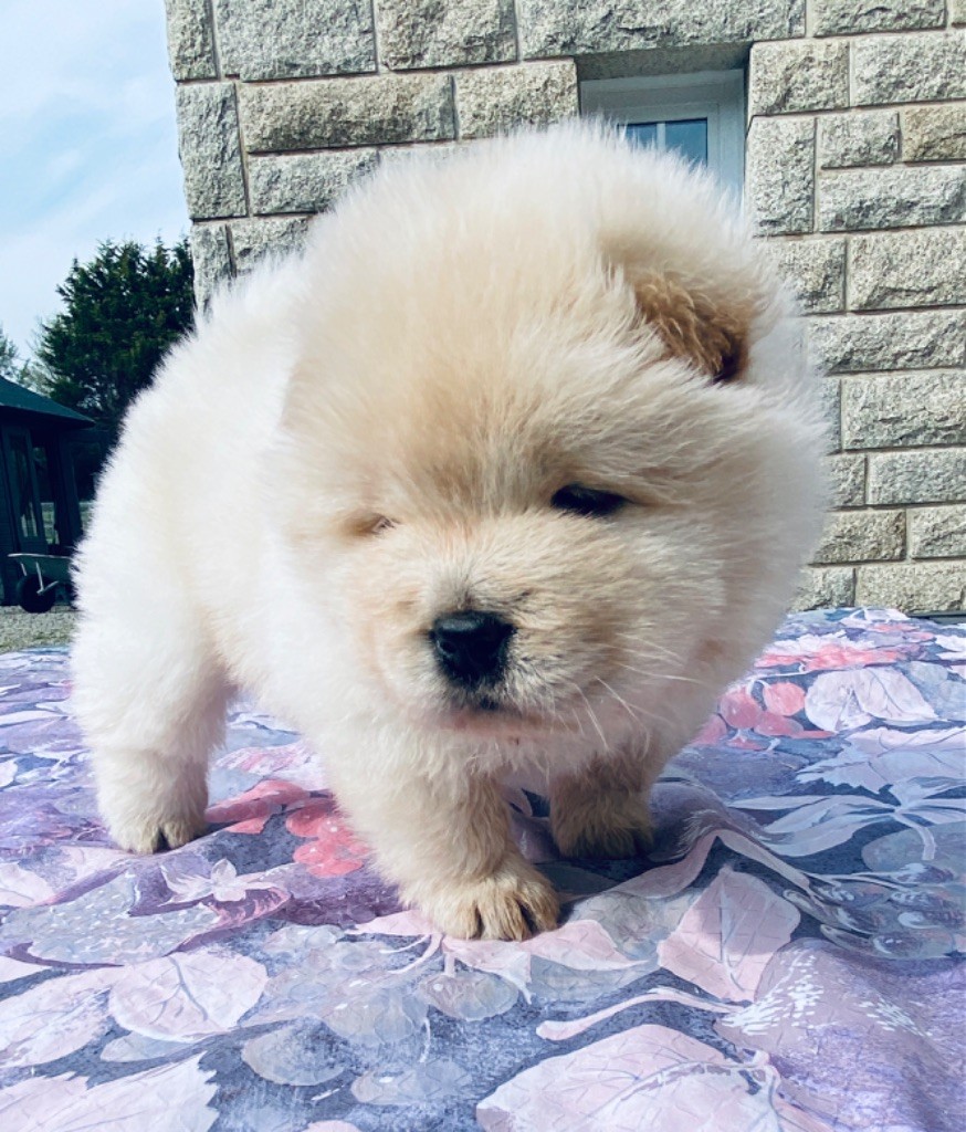 Chowforever - Chiot disponible  - Chow Chow