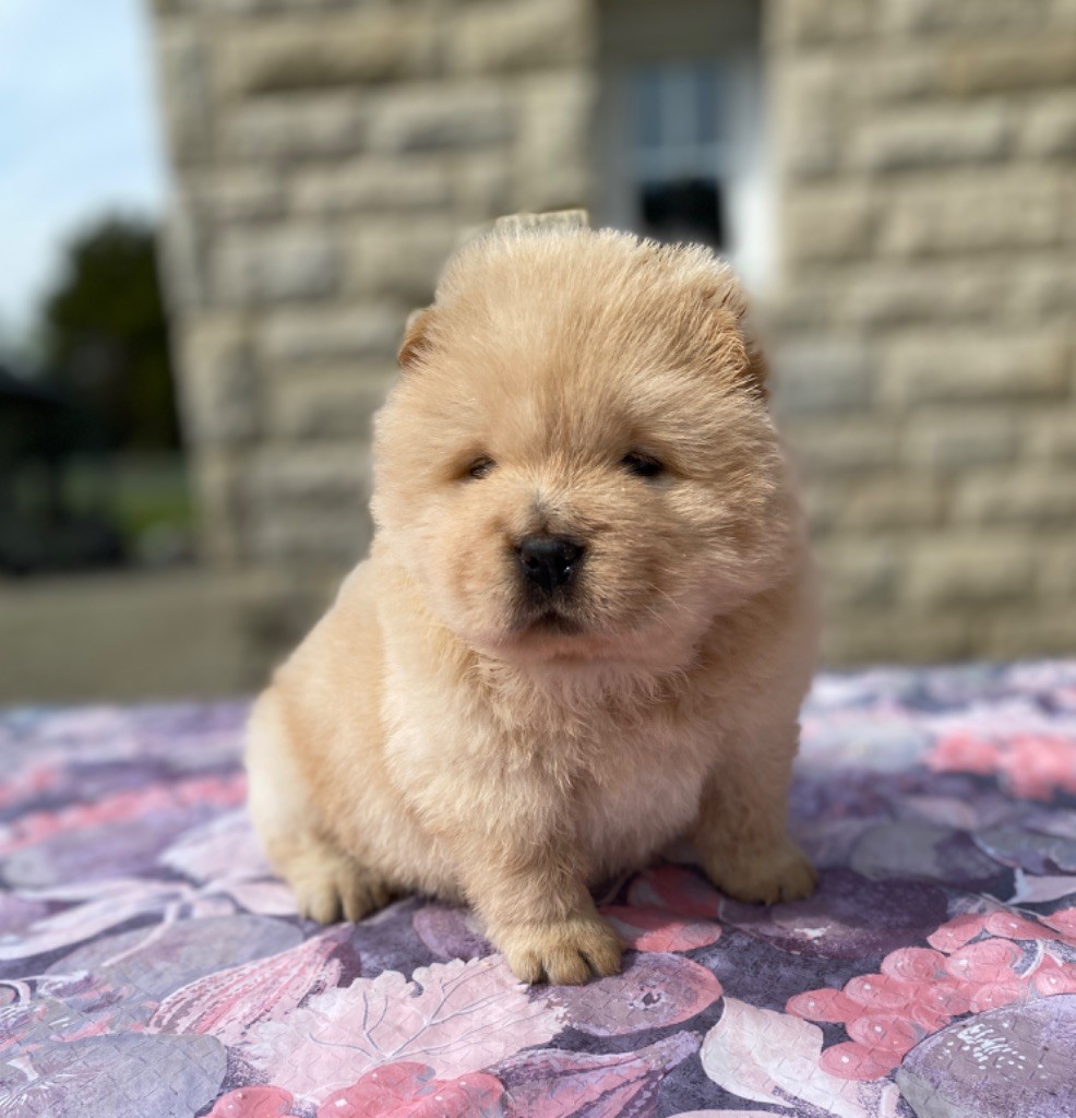 Chowforever - Chiot disponible  - Chow Chow