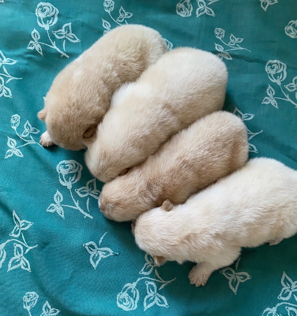 Naissance d?une superbe portée de 5 chiots chow chow cremes