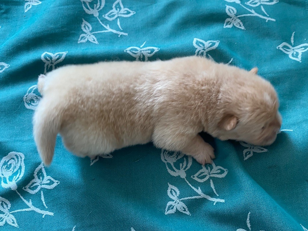 Chowforever - Chiots disponibles - Chow Chow