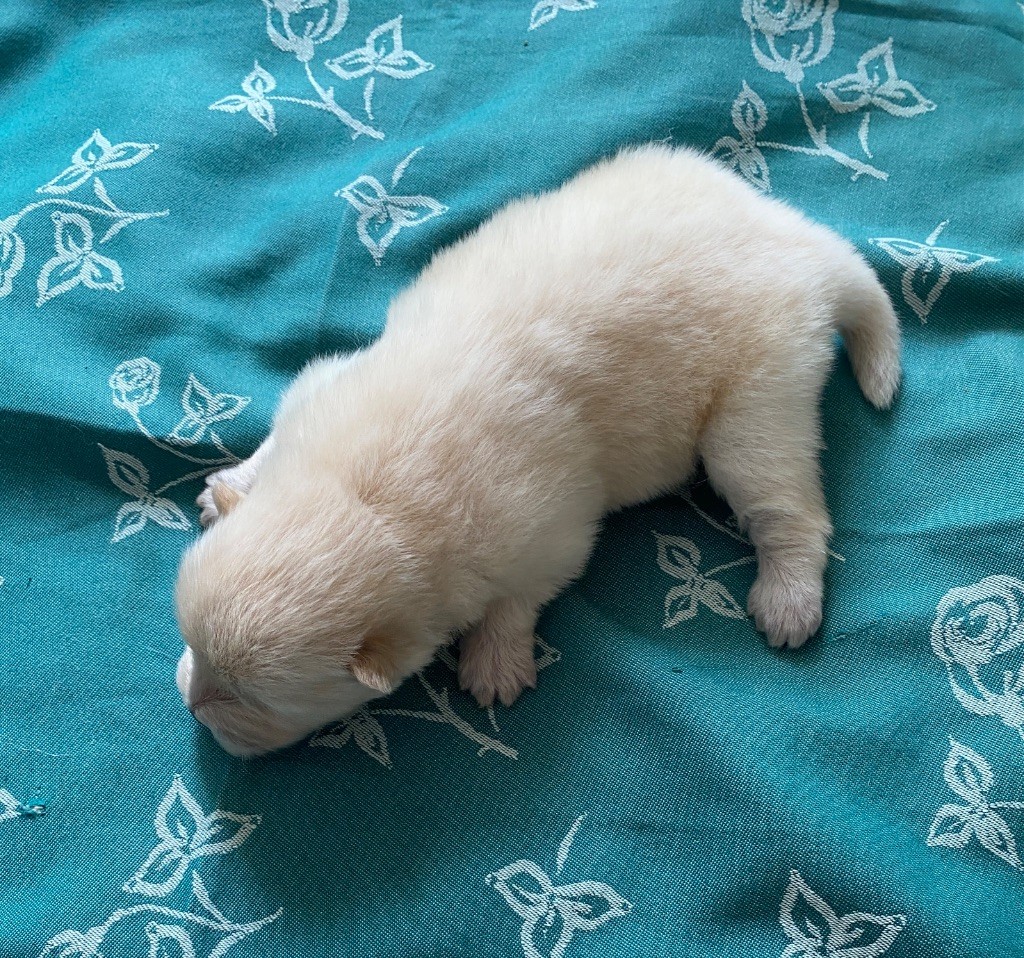 Chowforever - Chiots disponibles - Chow Chow